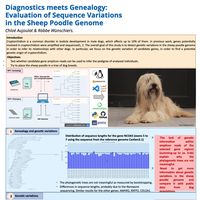 Diagnostics meets Genealogy: Evaluating Sequence Variations in the Sheep Poodle Genome